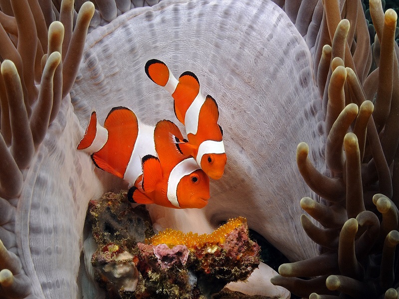 Two clownfish (Nemo fish) swimming among the vibrant coral reef in Bali, Indonesia, showcasing the rich marine life observed during dives with Crystal Divers Bali.
