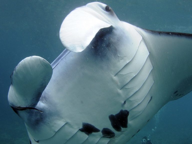 Close-up of manta rays in the water at Nusa Penida, showcasing the vibrant marine life and colorful reefs.