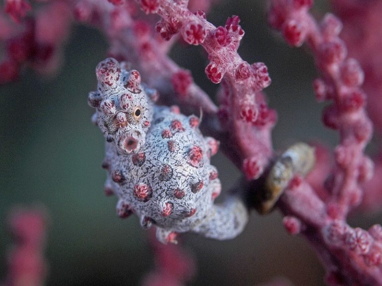 Close-up of a small pink pygmy Seahorse with its tail grasping a pink reef, illustrating the vibrant life along Sanur's artificial reef.