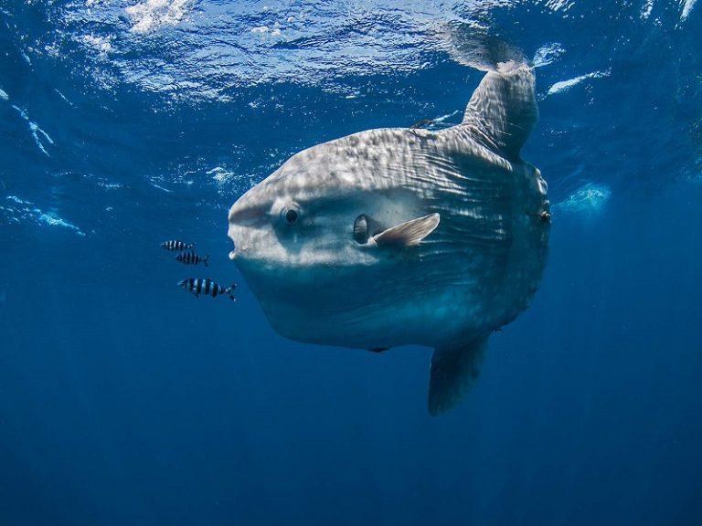 Diving around rocks at Mimpang, Bali, with Mola Mola sightings possible.