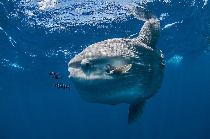 Diving around rocks at crystal bay nusa Penida, Bali, with Mola Mola sightings possible.