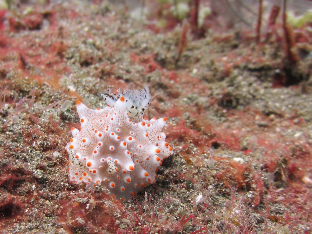 diving in Indonesia