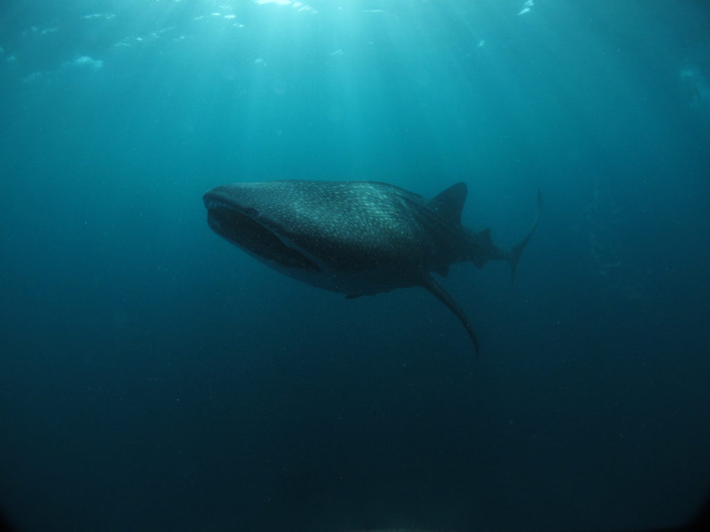 Whale shark in bali