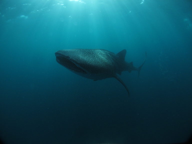 Whale shark in bali