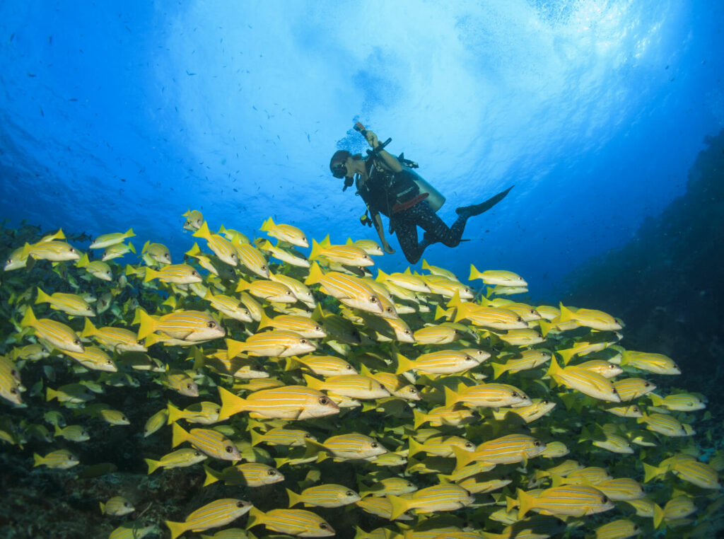 Scuba diver posing underwater while holding a slate, surrounded by clear blue waters in Bali, Indonesia. The diver is wearing full scuba gear and appears to be enjoying the dive experience with Crystal Divers Bali.