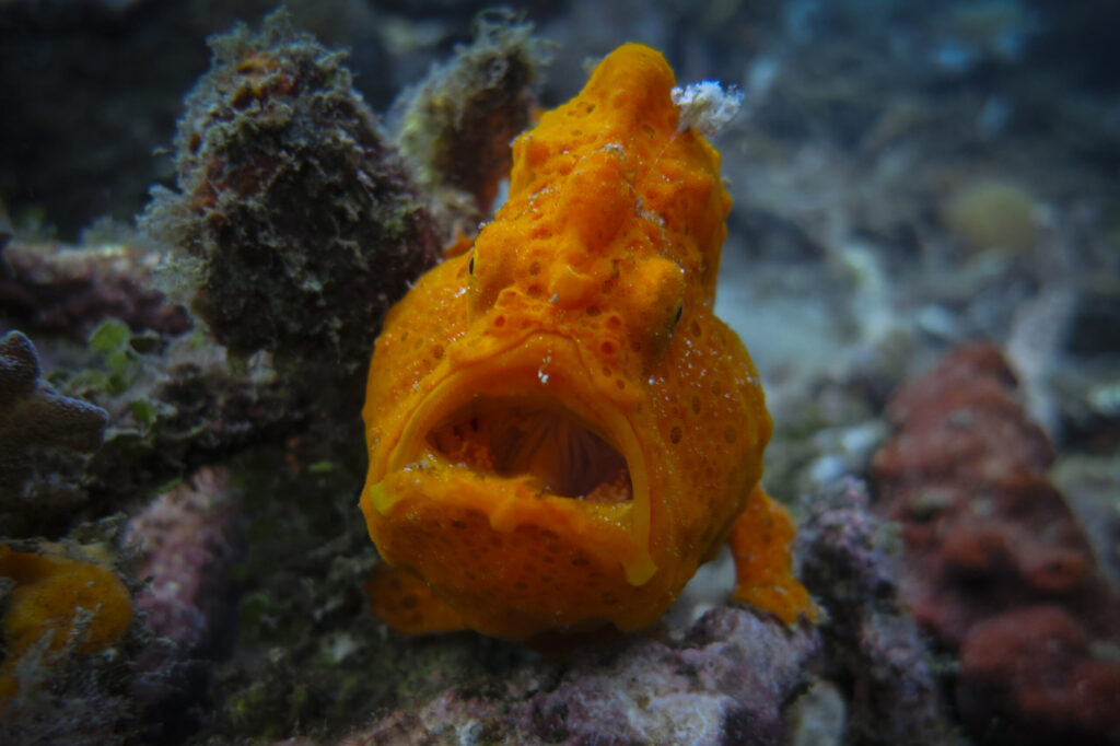 Frogfish in indonesia