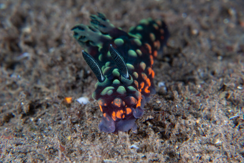 nudibranchs at USAT liberty wreck