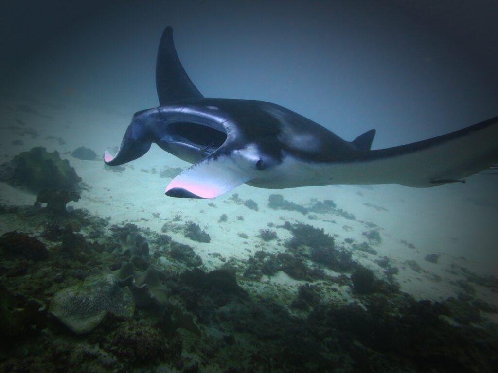 Manta Ray swimming through the ocean