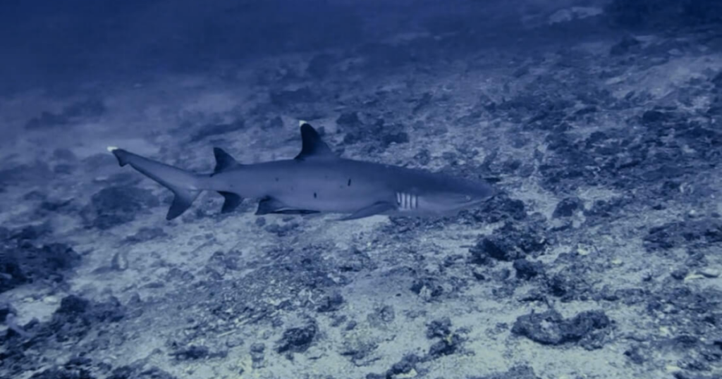 Reef Shark swimming in the ocean in Bali