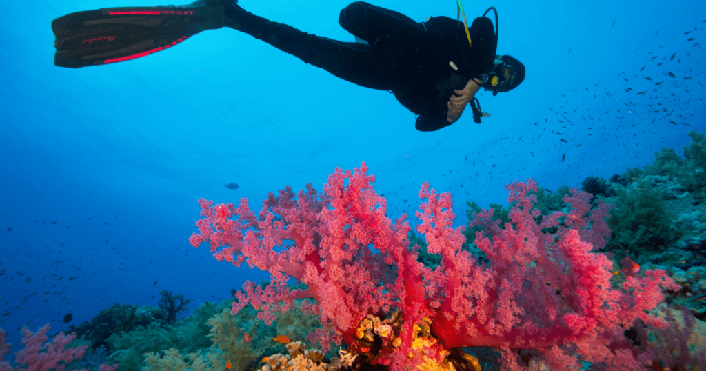 a scuba diver drifting through the ocean with corals under him