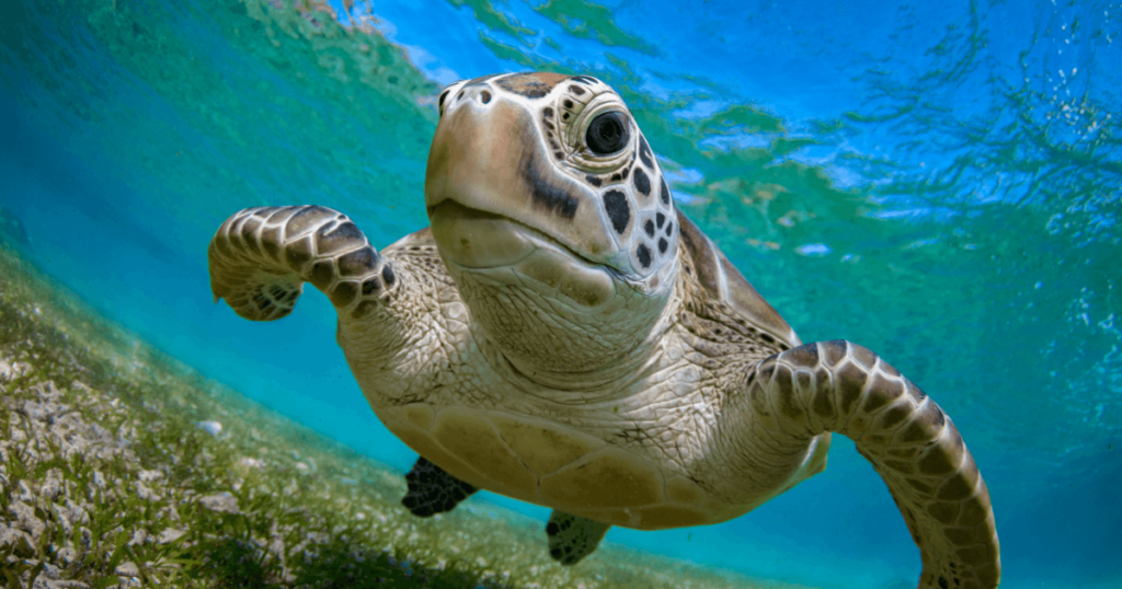 Turtle swimming in Bali